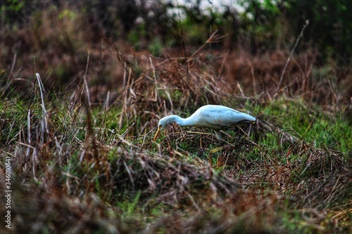 grey heron ardea cinerea