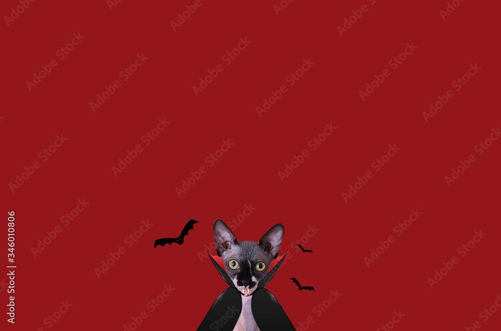 Fototapeta premium Sphinx cat art. Clothing for pets. Sphinx cat on a simple background. Cat and halloween. Dracula cat