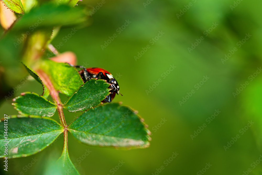Red ladybug on green leaves. Macro photography. Red ladybug on green leaves. Macro photography.