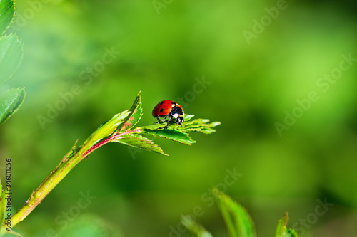 Red ladybug on green leaves. Macro photography.