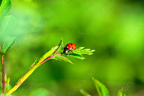 Red ladybug on green leaves. Macro photography.