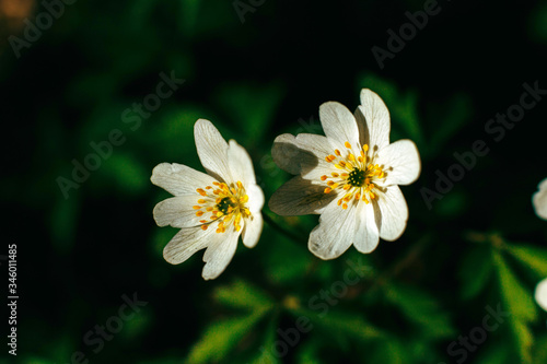 Anemone nemorosa.  Dubrenka windworm - a perennial herb  species of the genus Anemone of the family Ranunculaceae
