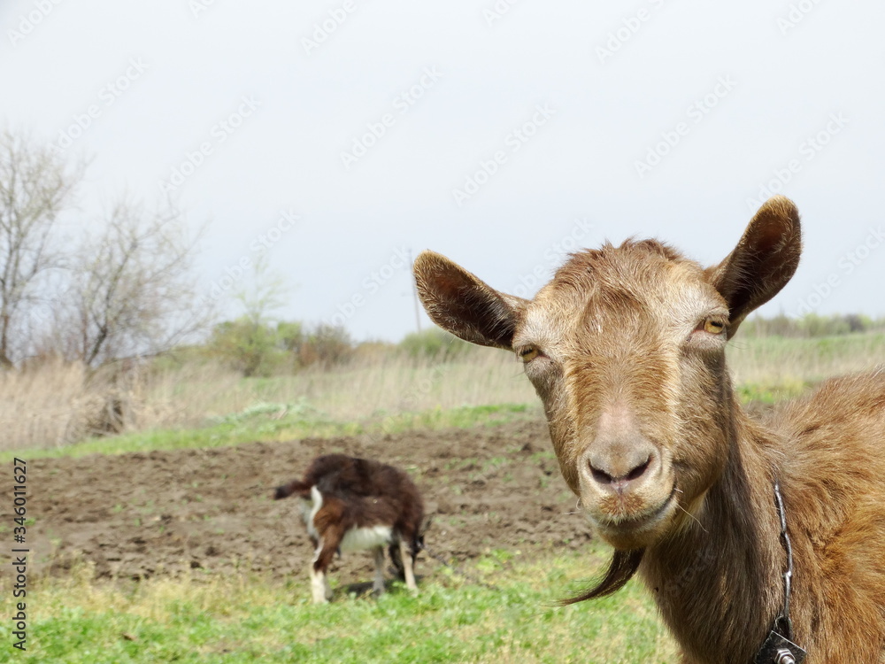 spring, village, summer, sun, birds, domestic animals, goats. rural yard. spring, village, summer, sun, birds, domestic animals, goats. rural yard.