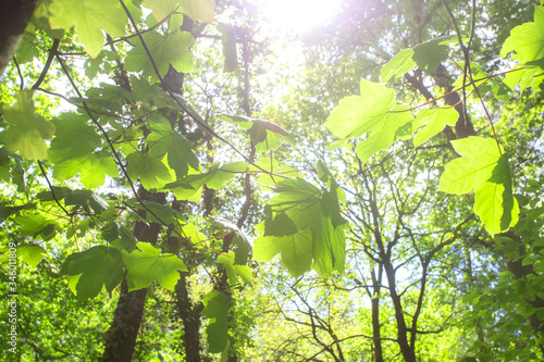 Green leaves and bright sunlight in Green forest with many trees on a sunny day in the summer background