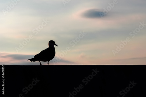 The dark contour of the seagull in the backlight against the sky at sunrise.