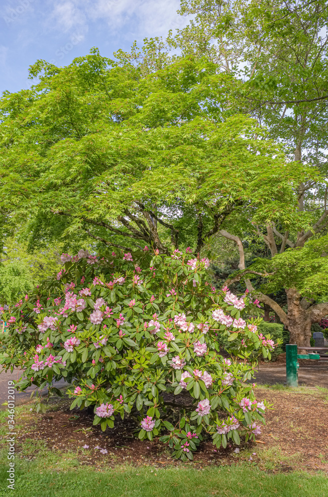 Public park landscape and trees Oregon. Public park landscape and trees Oregon.