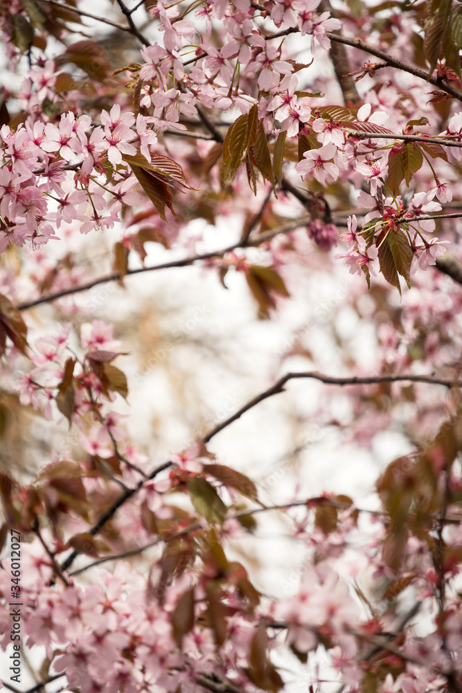 Beautiful and fresh spring backgrund with blurry light pink cherry blossom tree branches background Beautiful and fresh spring backgrund with blurry light pink cherry blossom tree branches background