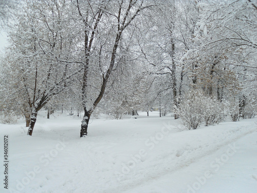 Snow-covered trees in the Park, bright day