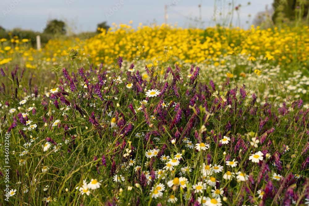 Field of wildflowers in white and yellow Field of wildflowers in white and yellow