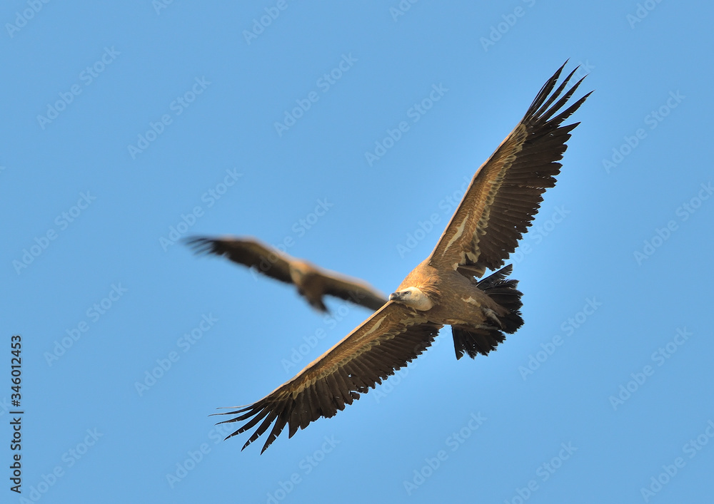 pareja de buitres leonados en vuelo (Gyps fulvus) Casares Andalucía España pareja de buitres leonados en vuelo (Gyps fulvus) Casares Andalucía España