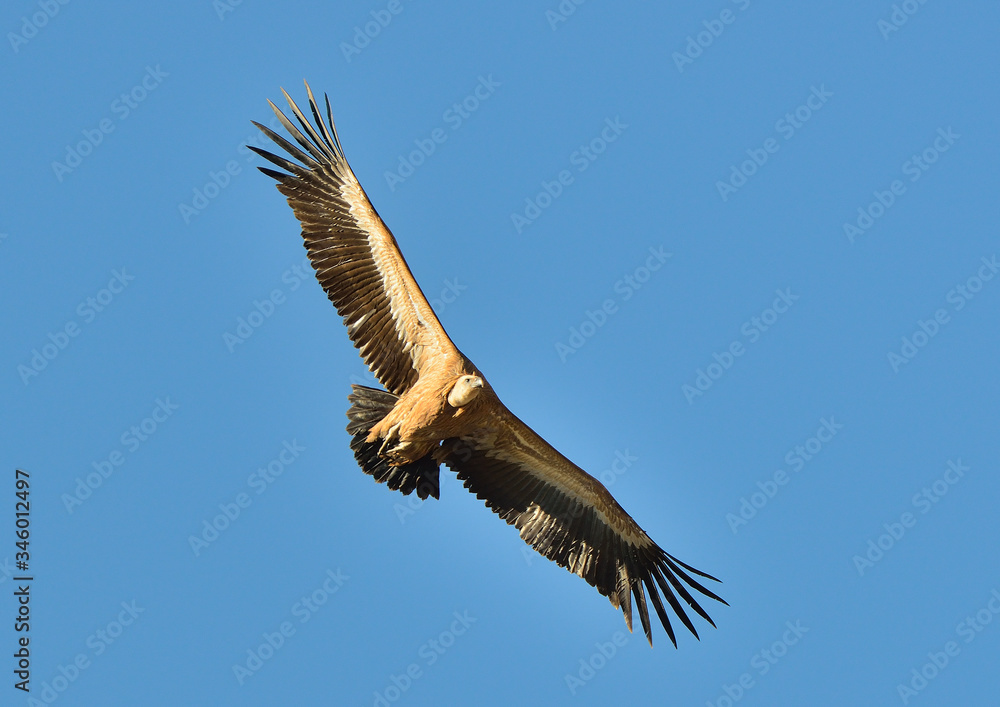 buitre leonado en vuelo de costado sobre el cielo (Gyps fulvus) Casares Andalucía España buitre leonado en vuelo de costado sobre el cielo (Gyps fulvus) Casares Andalucía España