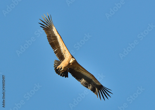 buitre leonado en vuelo de costado sobre el cielo (Gyps fulvus)  Casares Andalucía España photo