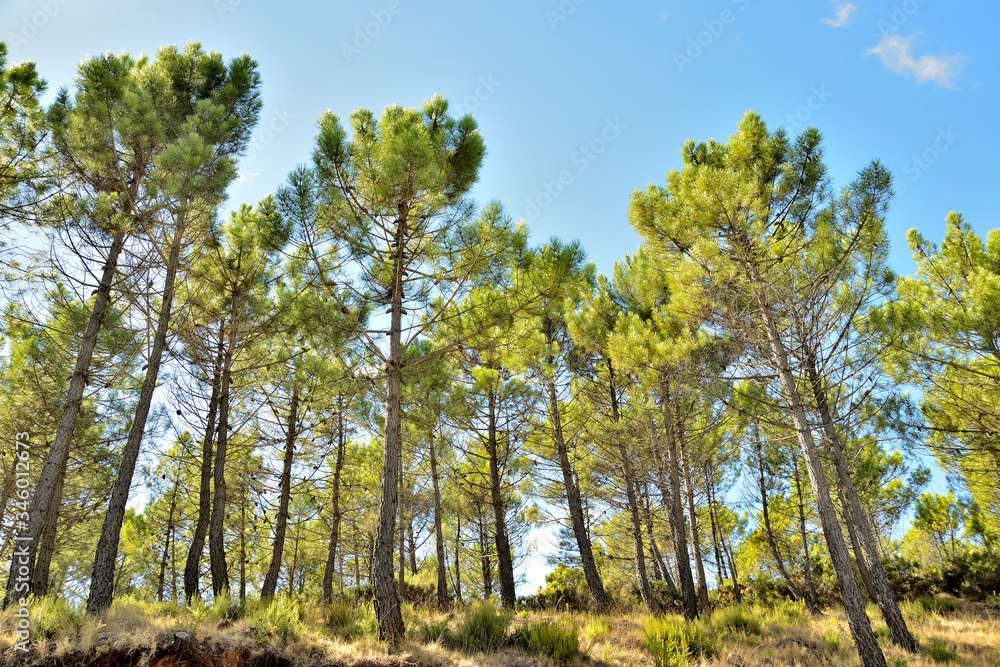 paisaje de montaña bosque de pino mediterráneo en Marbella 