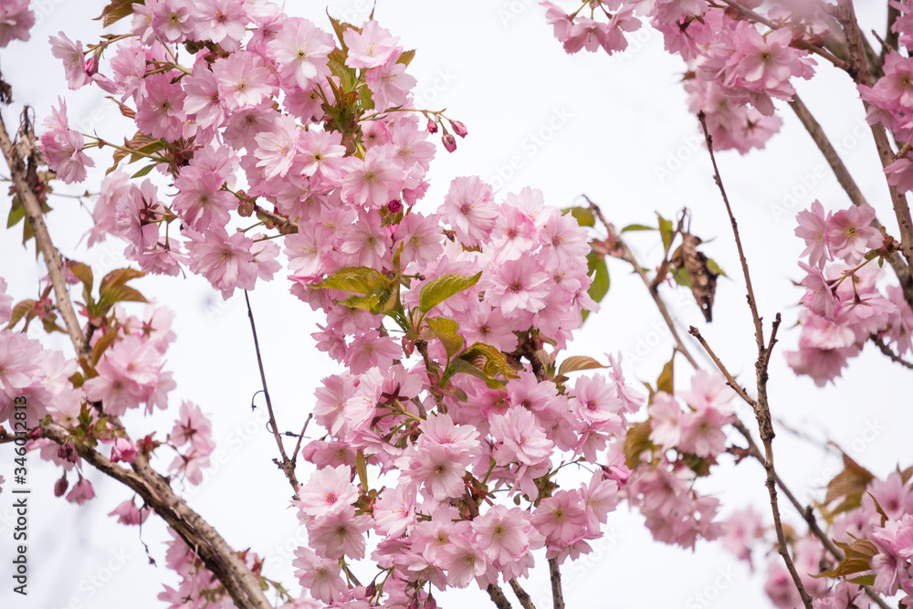 Beautiful blossom of Japanese cherry tree fresh spring background Beautiful blossom of Japanese cherry tree fresh spring background