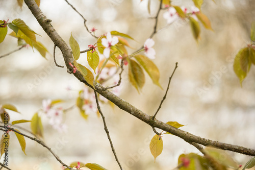 Freshness of Spring, cherry blossom branches with white delicate flowers and blurry background