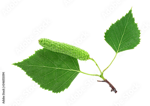 Isolated image of green birch leaves and bud on a white background, top view.