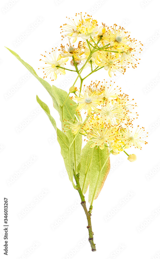 Linden flowers isolated on a white background, top view. Tilia flowers.