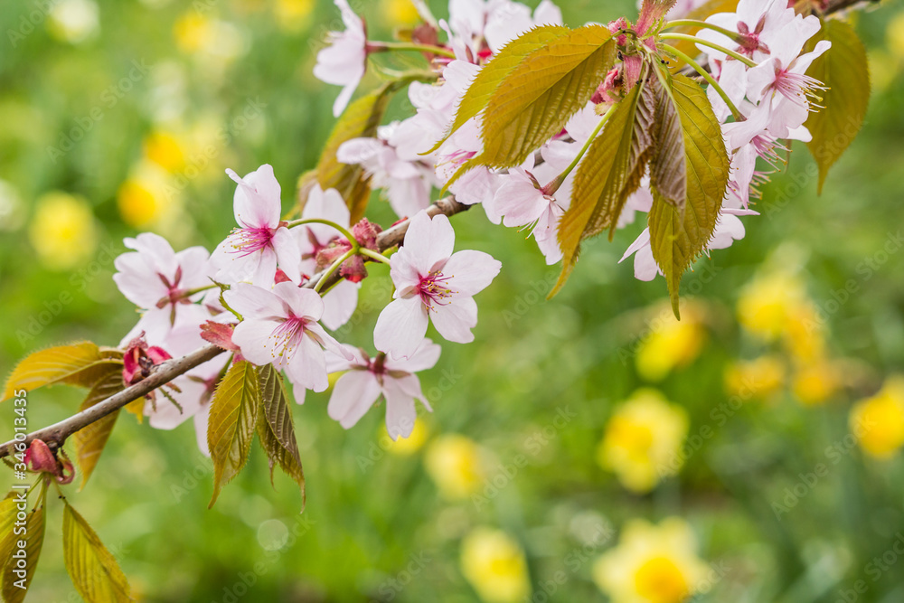 Freshness of Spring, cherry blossom branches with white delicate flowers and blurry background
