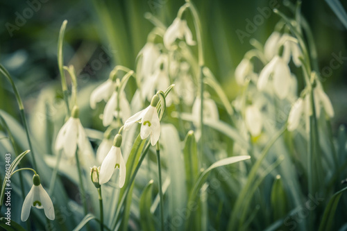 Spring background with blooming snowdrops close up