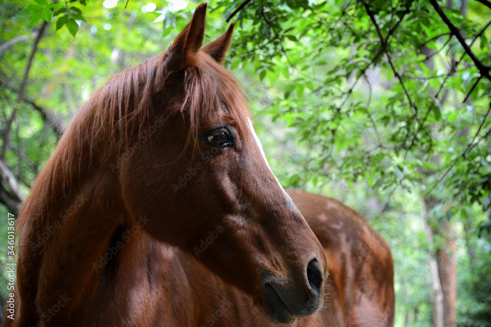 Fototapeta premium Portrait of beautiful brown horse