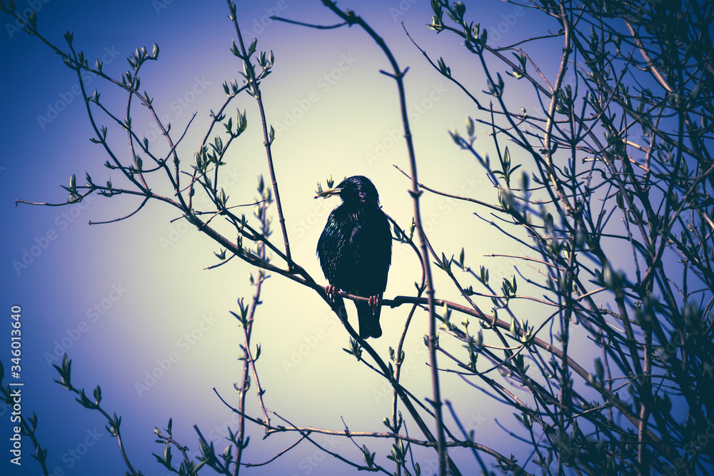 Fototapeta premium A common bird called starling sitting on the tree branches in Spring time.