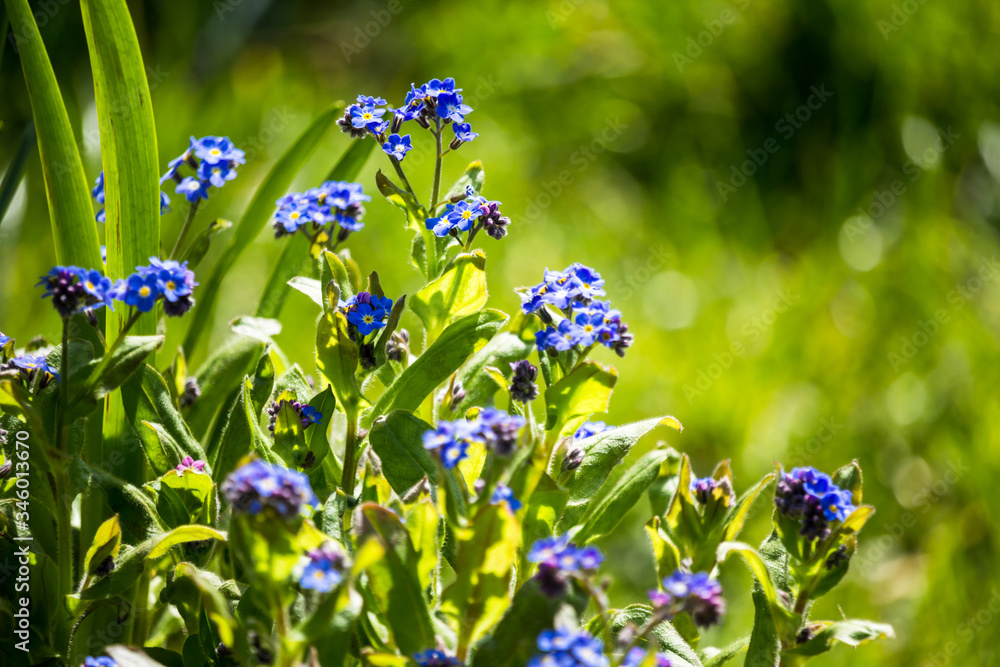 Blue beautiful, Spring forget me nots with bokeh lights, blurry background Blue beautiful, Spring forget me nots with bokeh lights, blurry background