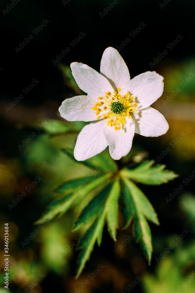 Anemone nemorosa.
Dubrenka windworm - a perennial herb; species of the genus Anemone of the family Ranunculaceae Anemone nemorosa.
Dubrenka windworm - a perennial herb; species of the genus Anemone of the family Ranunculaceae