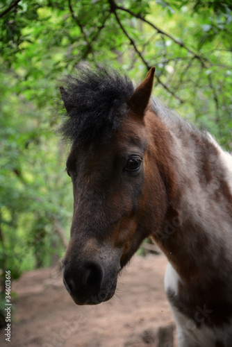 Portrait of beautiful brown horse © gojalia