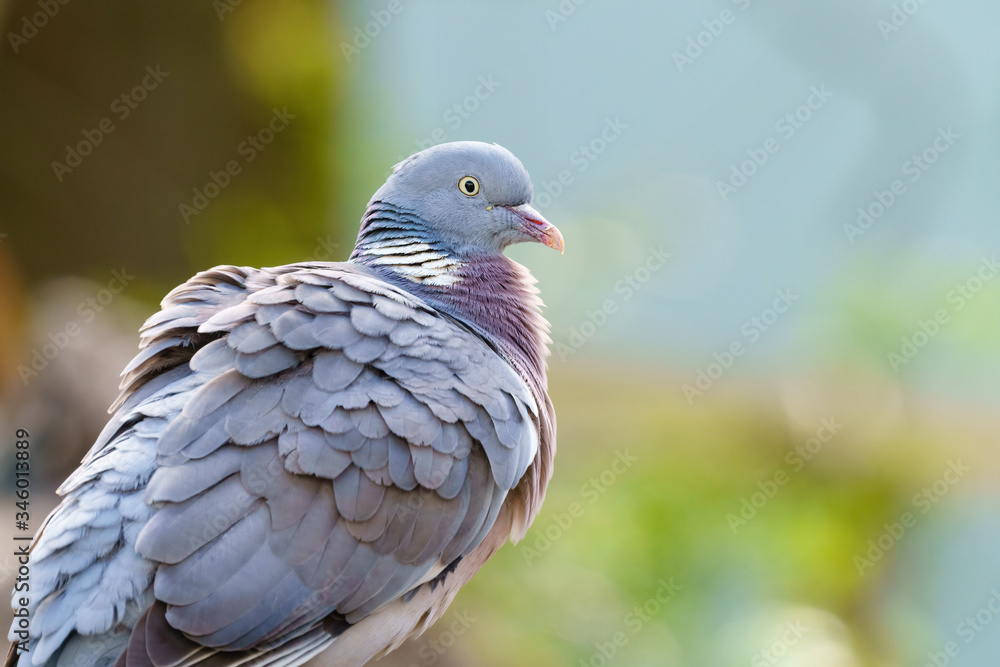 Common Wood Pigeon (Columba palumbus) portrait, taken in London, England Common Wood Pigeon (Columba palumbus) portrait, taken in London, England