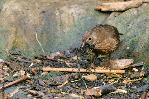 Blackbird (Turdus merula) female gathering nesting materials, taken in the UK