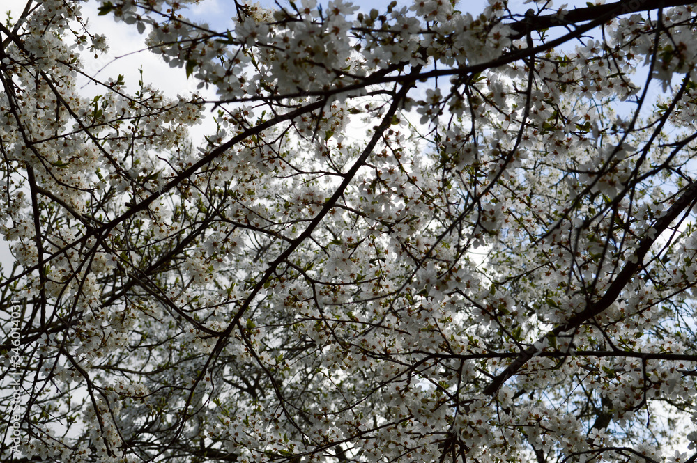 White beautiful flowers of a blossoming natural young apple tree on a background of blue sky. Background, texture White beautiful flowers of a blossoming natural young apple tree on a background of blue sky. Background, texture
