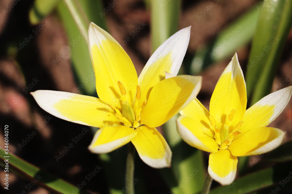 Fototapeta premium yellow tulipa tarda dasystemon flowers in the garden