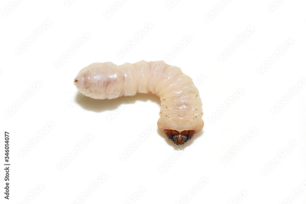Closeup on Cerambycidae larvae wood decomposer underside isolated on white Closeup on Cerambycidae larvae wood decomposer underside isolated on white