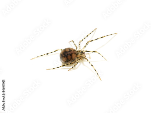 Scaffold web spider Nesticus cellulanus isolated on white background