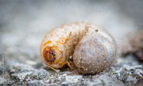 Mole cricket larva closeup. Home garden pest.