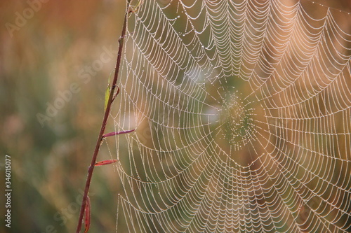 Spider's web closeup with drops of dew at dawn. House of spider