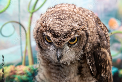 Fotografie african owl