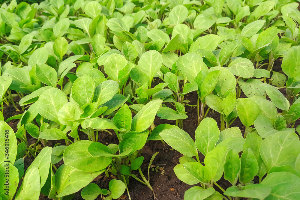Seedlings of vegetables in a film greenhouse. Seedlings of vegetables in a film greenhouse.