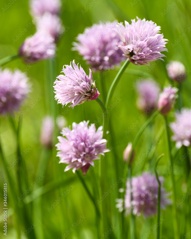 macro of chives