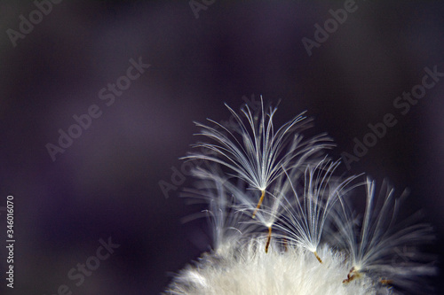 Dandelion seeds close up on a dark background / copy space for text