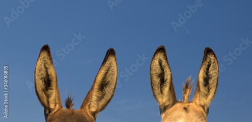 Fotografia Two pairs of donkey ears and over  blue sky