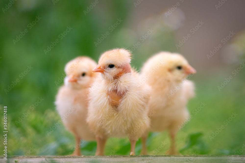 Group of funny baby chicks on the farm