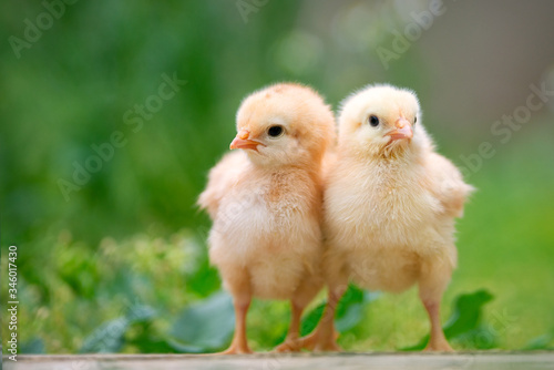 Group of funny baby chicks on the farm