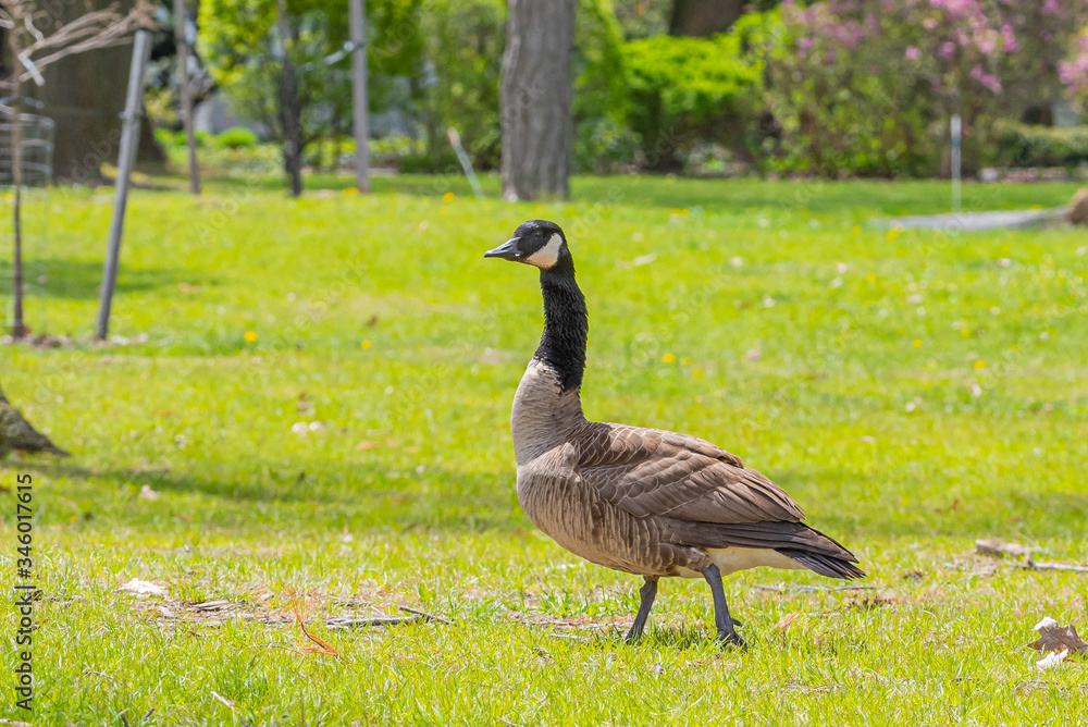 Goose walking on grass through park on sunny spring day