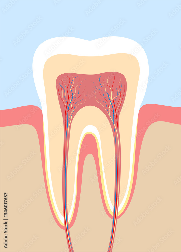 Tooth cross section, anatomical chart with enamel, dentin, pulp, gingiva, blood vessels and nerves. Vector illustration.
Tooth cross section, anatomical chart with enamel, dentin, pulp, gingiva, blood vessels and nerves. Vector illustration.