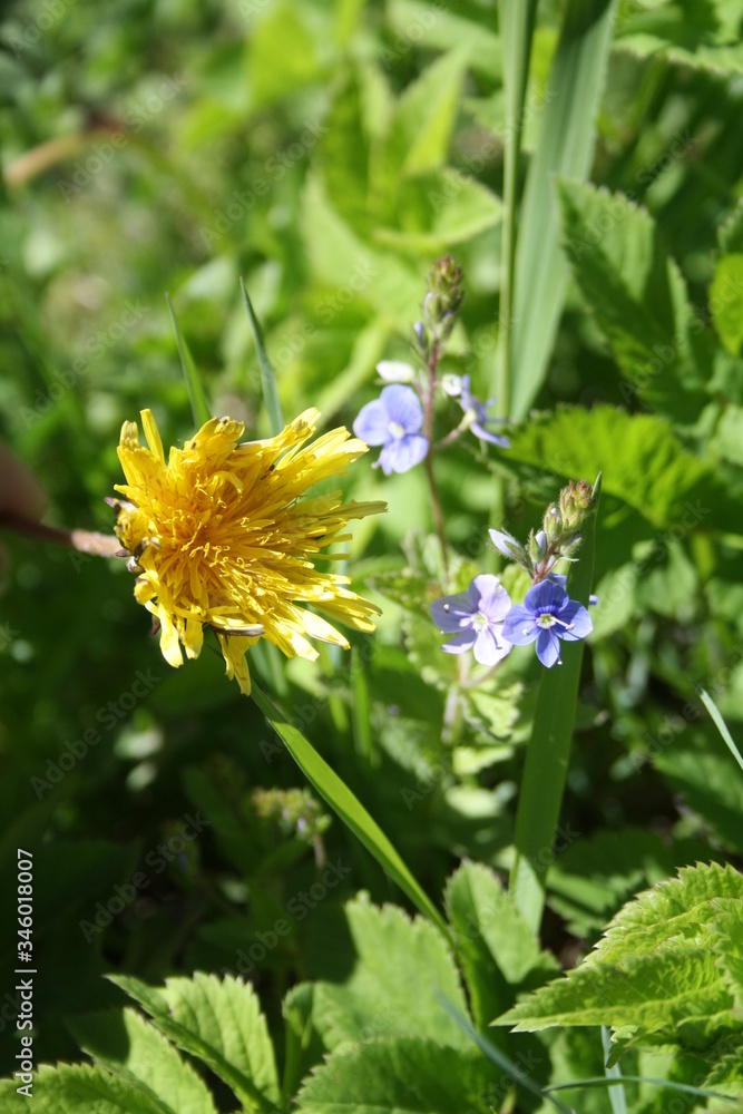 Taraxacum officinale. Medicinal dandelion. Common dandelion. Field Dandelion. Taraxacum officinale. Medicinal dandelion. Common dandelion. Field Dandelion.
