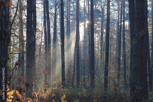 sun rays at sunrise in the wild forest © sosnytskyi