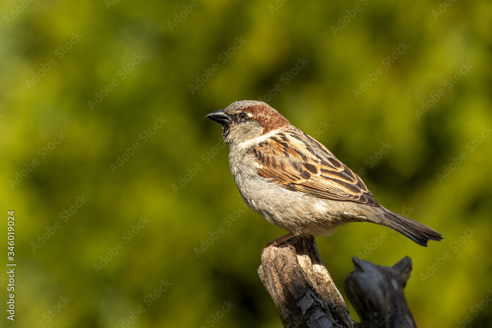Fototapeta premium Spring portrait of nicely colored sparrow. Small and agile bird, very curious and fast. Sometimes very funny and brisk. 