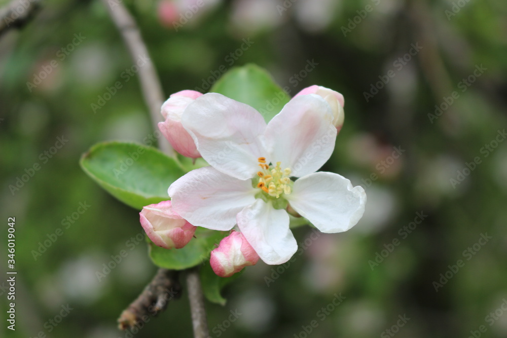 Obraz premium Delicate pink flowers bloomed on an apple tree in spring.