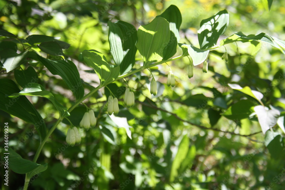Branches. Green leaves. The first spring greens. Green foliage. Branches. Green leaves. The first spring greens. Green foliage.